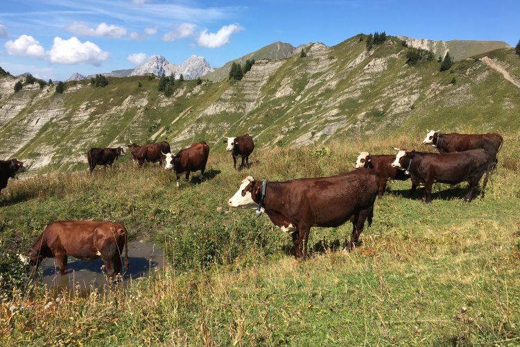 Élevage bovin viande français&nbsp;: économie de marché ou durabilité&nbsp;?
